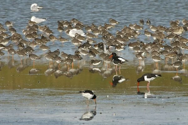 Redshank - flock resting with other waders - Island of Texel - Holland