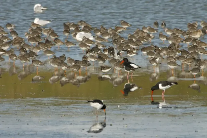 Framed Print : Redshank - flock resting with other waders - Island of Texel - Holland Framed Print : Redshank - flock resting with other waders - Island of Texel - Holland