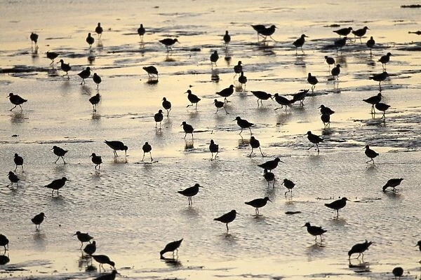Redshank - flock searching for food at low tide - Island of Texel - Holland