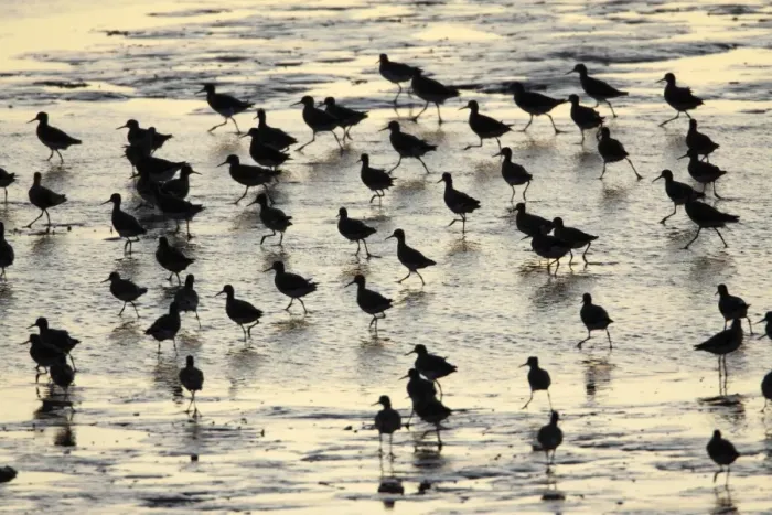 Framed Print : Redshank - flock searching for food at low tide - Island of Texel - Holland Framed Print : Redshank - flock searching for food at low tide - Island of Texel - Holland