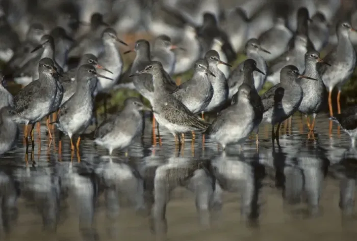 Framed Print : Redshank - High Tide Roost Snettisham RSPB Reserve Norfolk, UK BI006873 Framed Print : Redshank - High Tide Roost Snettisham RSPB Reserve Norfolk, UK BI006873