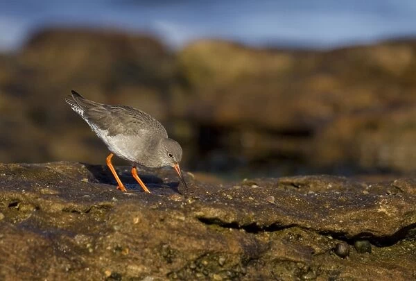 Redshank - looking for food on top of rocks - Burghead - Scotland - UK