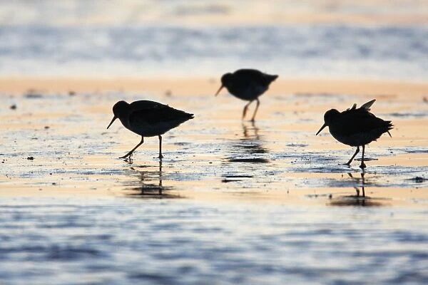 Redshank - migratory birds feeding on tidal mudflats at dawn, Holy Island, Northumberland, England