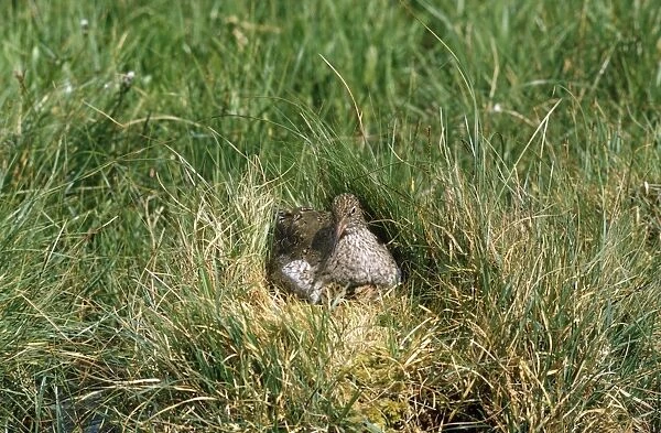Redshank - at nest with chicks
