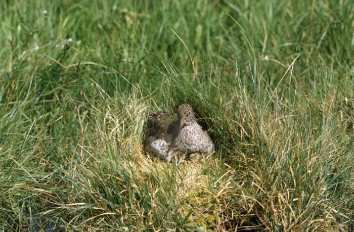 Framed Print : Redshank - at nest with chicks Framed Print : Redshank - at nest with chicks