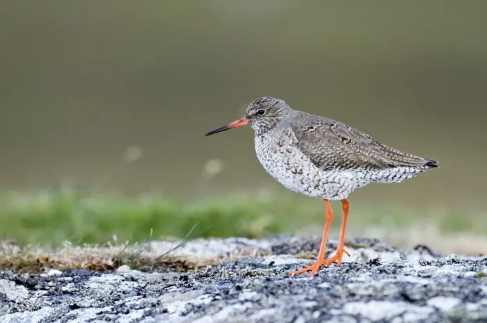 Framed Print : Redshank - North Uist - Outer Hebrides