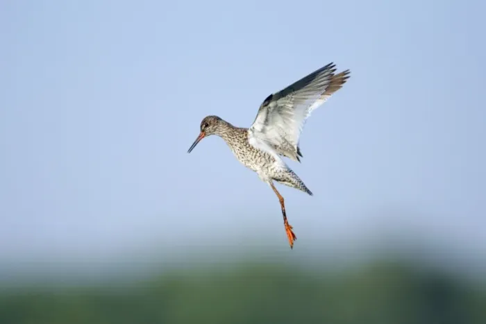 Framed Print : Redshank - parent bird in flight, guarding chicks on ground, Holland, Texel Framed Print : Redshank - parent bird in flight, guarding chicks on ground, Holland, Texel