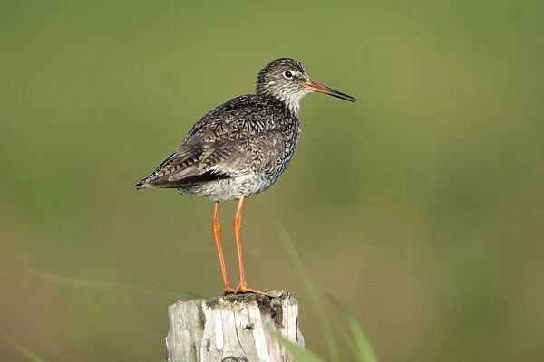 Redshank - perched on fence post, alert, Island of Texel, Holland