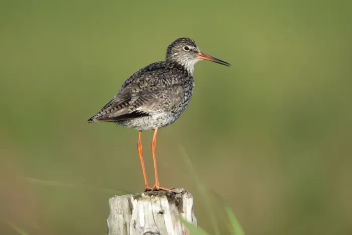 Framed Print : Redshank - perched on fence post, alert, Island of Texel, Holland Framed Print : Redshank - perched on fence post, alert, Island of Texel, Holland