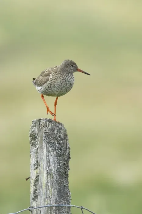 Framed Print : Redshank - On Post Tringa totanus Yell, Shetland, UK BI011258 Framed Print : Redshank - On Post Tringa totanus Yell, Shetland, UK BI011258