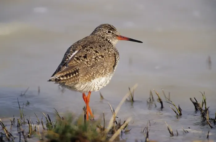 Framed Print : Redshank - resting at lake edge Framed Print : Redshank - resting at lake edge