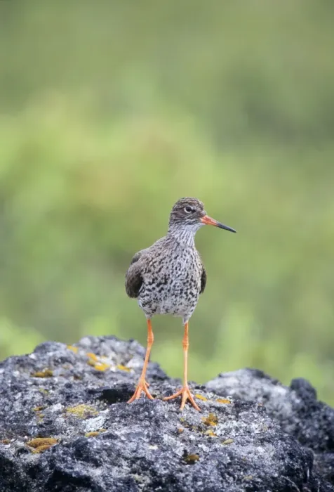 Framed Print : Redshank - on rock Framed Print : Redshank - on rock