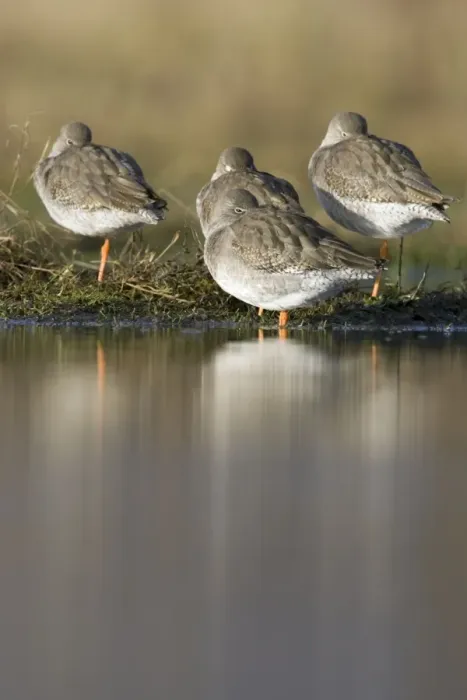 Framed Print : Redshank Roosting Cleveland, UK Framed Print : Redshank Roosting Cleveland, UK