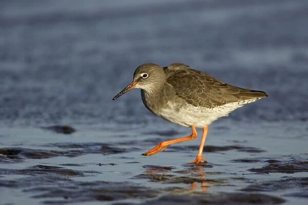 Redshank - searching for food on mudflats, Lindisfarne National Nature Reserve, Northumberland, England