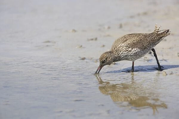 Redshank - Searching for food on soft mud Tringa toranus Texel, Netherlands BI014138