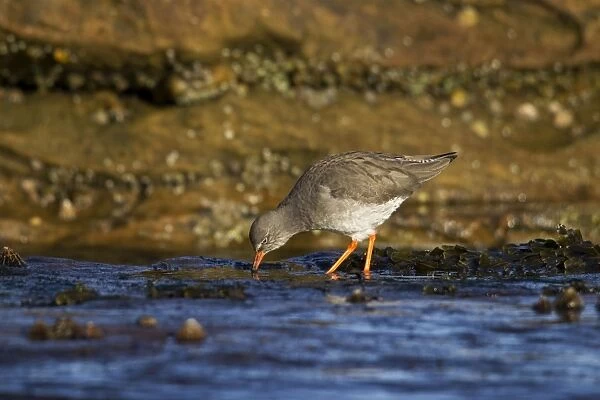 Redshank - searching rock pools for food - Burghead - Scotland - UK