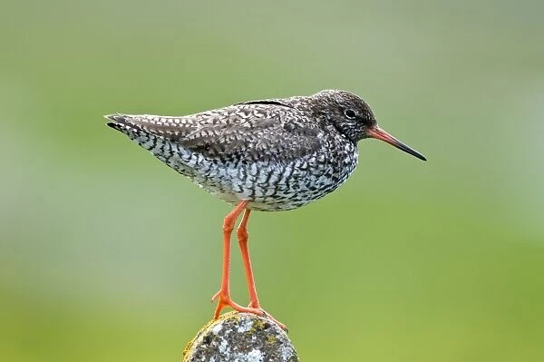 Redshank - standing on post - North Uist - Outer Hebrides