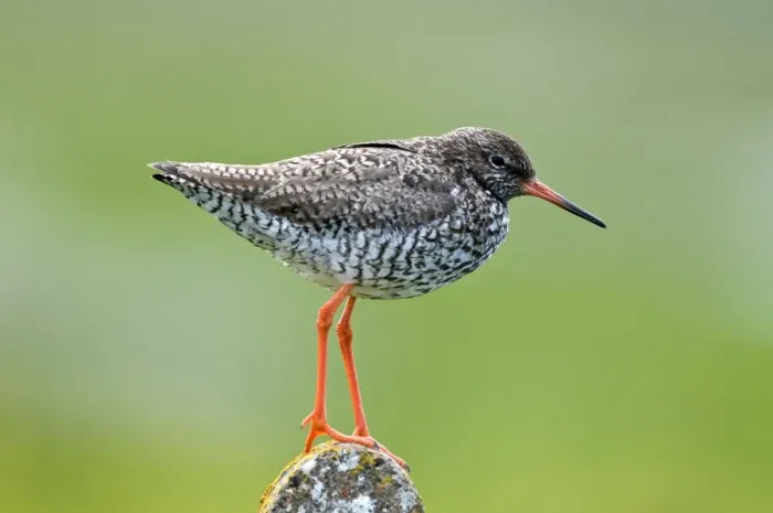 Framed Print : Redshank - standing on post - North Uist - Outer Hebrides Framed Print : Redshank - standing on post - North Uist - Outer Hebrides