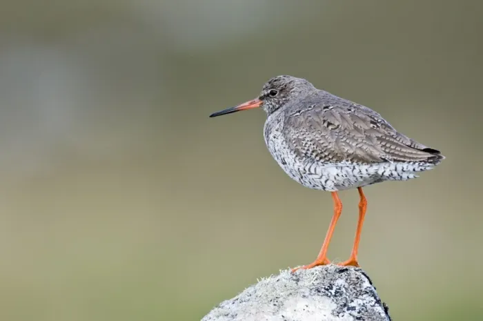 Framed Print : Redshank - Standing on rock - North Uist - Outer Hebrides Framed Print : Redshank - Standing on rock - North Uist - Outer Hebrides