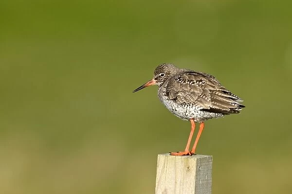 Redshank - standing on wooden fence post - North Uist - Outer Hebrides
