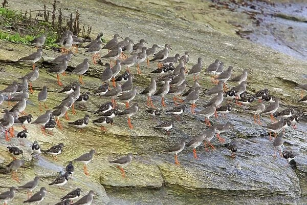 Redshank - and Turnstone (Arenaria interpres), flock resting on coast at high tide, autumn. Northumberland, UK