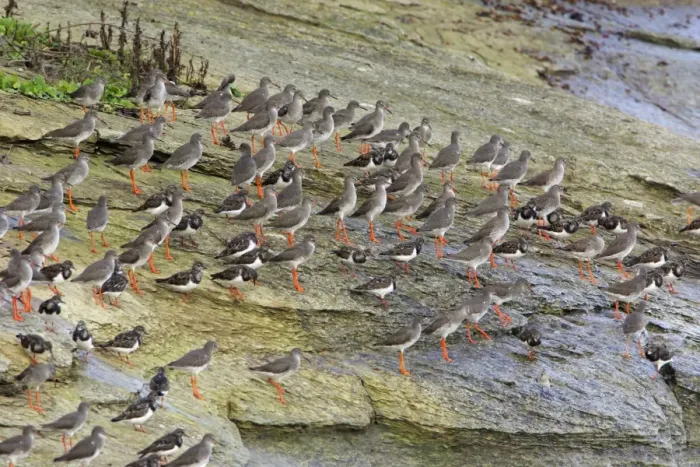 Framed Print : Redshank - and Turnstone (Arenaria interpres), flock resting on coast at high tide, autumn. Northumberland, UK Framed Print : Redshank - and Turnstone (Arenaria interpres), flock resting on coast at high tide, autumn. Northumberland, UK