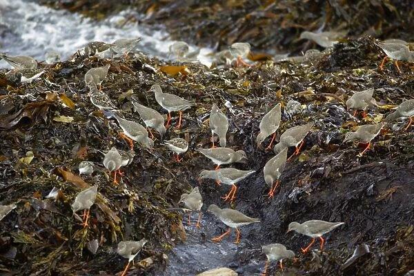 Redshank - and Turnstone (Arenaria interpres), flock feeding on seaweed at high tide, autumn. Northumberland, UK