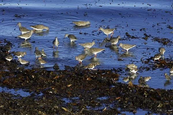 Redshank - and Turnstone (Arenaria interpres), flock feeding on seashore at high tide, autumn. Northumberland, UK
