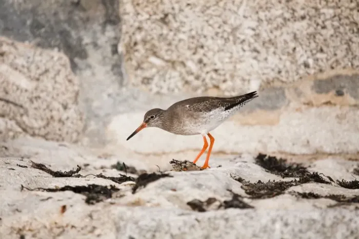 Framed Print : Redshank - UK Framed Print : Redshank - UK