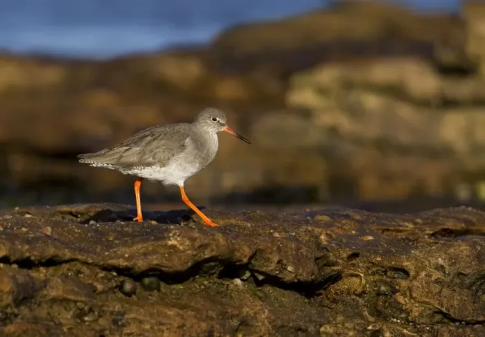 Framed Print : Redshank - walking on top of rocks - Burghead - Scotland - UK Framed Print : Redshank - walking on top of rocks - Burghead - Scotland - UK