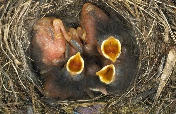 Redstart - chicks in nest begging fof food