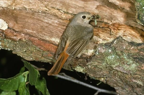 Redstart - female with food in beak