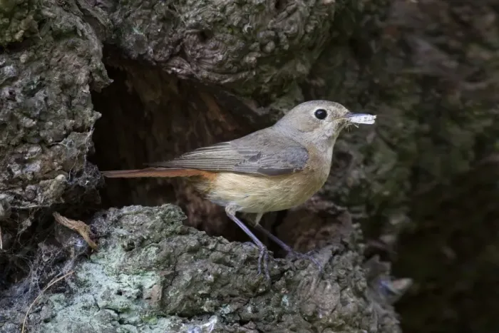 Framed Print : Redstart - female with food for young standing outside nest site - June - Cannock Chase, Staffordshire, England Framed Print : Redstart - female with food for young standing outside nest site - June - Cannock Chase, Staffordshire, England