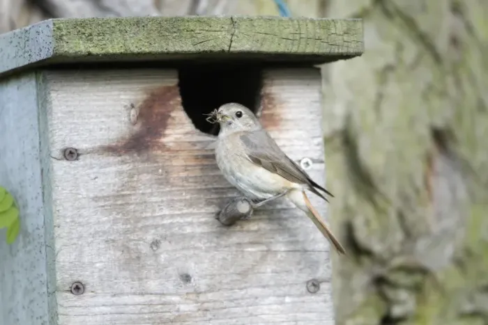 Framed Print : Redstart - female at nest box entrance - Hessen - Germany Framed Print : Redstart - female at nest box entrance - Hessen - Germany