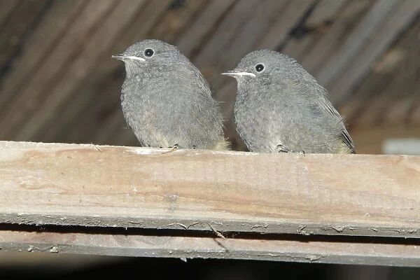 Redstart - two fledgelings sitting on roof beam - Hessen - Germany