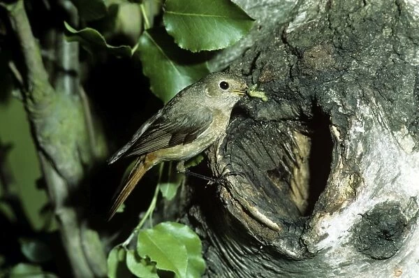 Redstart - hen at nest