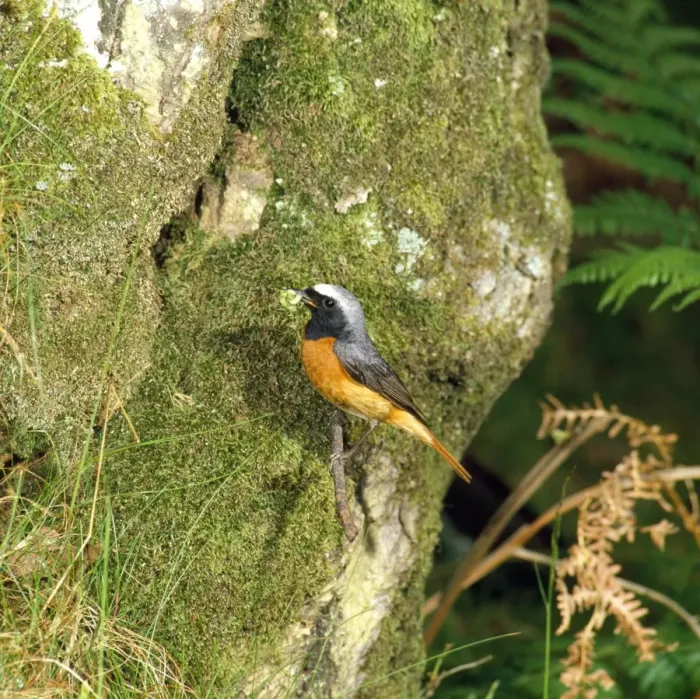 Framed Print : Redstart - male Framed Print : Redstart - male