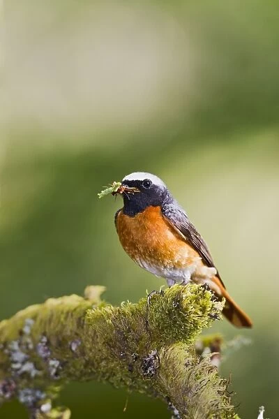 Redstart - male with food in mouth - Mid Wales UK 10737