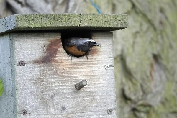 Redstart - male at nest box entrance - Hessen - Germany