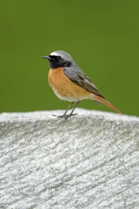 Framed Print : Redstart - male perched on gravestone - Hessen - Germany Framed Print : Redstart - male perched on gravestone - Hessen - Germany