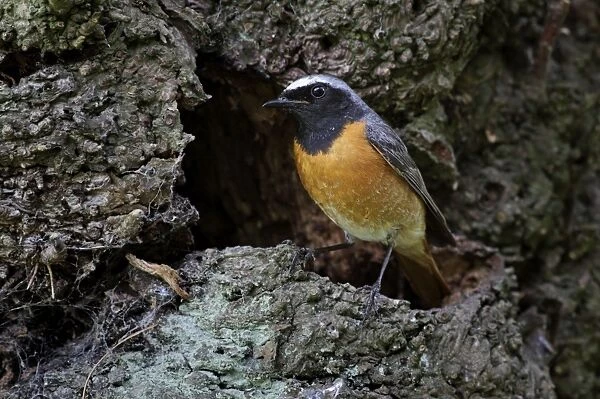 Redstart - male standing outside nest site on a old tree - June - Cannock Chase - Staffordshire - England