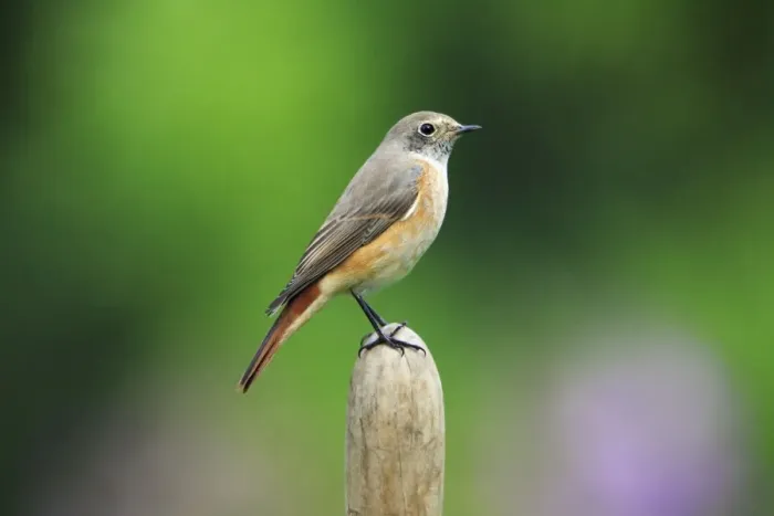 Framed Print : Redstart - male in winter plumage, in garden, Lower Saxony, Germany Framed Print : Redstart - male in winter plumage, in garden, Lower Saxony, Germany