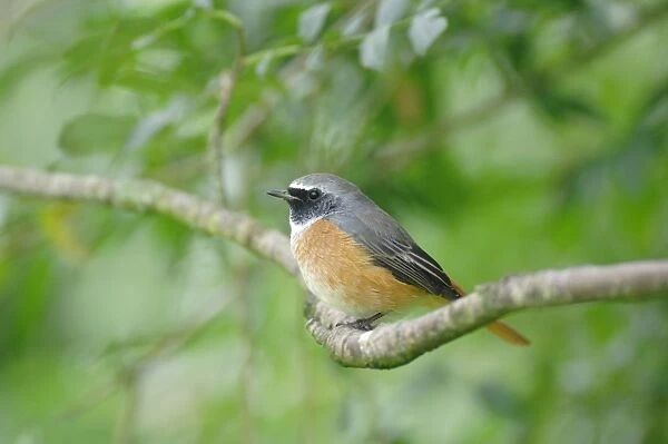 Redstart - perched on branch