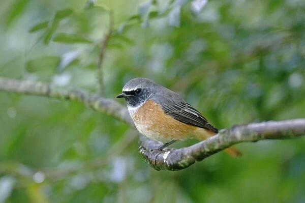 Redstart - perched on branch