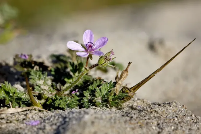 Framed Print : Redstem Filaree  /  Common Stork's-bill - in sand