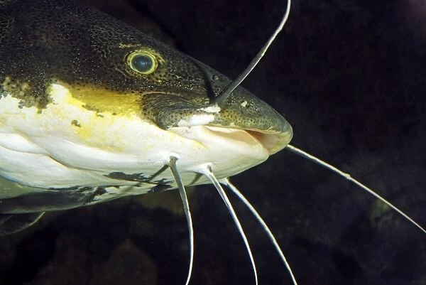 Redtail Catfish - South America - Amazon and Orinoco Rivers