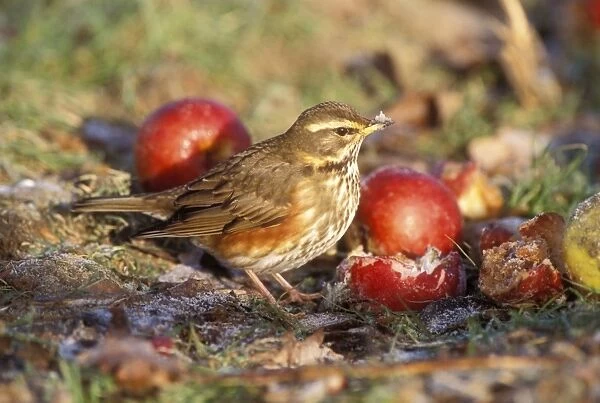 Redwing. JD-17143. REDWING - on ground by apples
