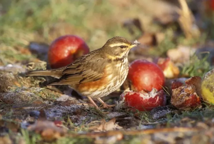 Framed Print : Redwing. JD-17143. REDWING - on ground by apples Framed Print : Redwing. JD-17143. REDWING - on ground by apples