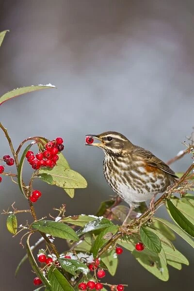 Redwing - feeding on cotoneaster - Bedfordshire UK 8814