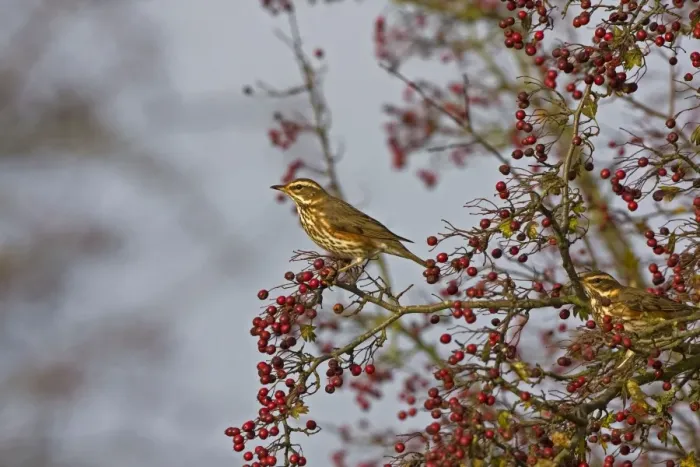 Framed Print : Redwing - Feeding on hawthorn berries - November - Breckland - Norfolk - UK Framed Print : Redwing - Feeding on hawthorn berries - November - Breckland - Norfolk - UK
